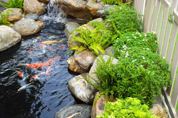 Tiểu cảnh hồ cá Koi